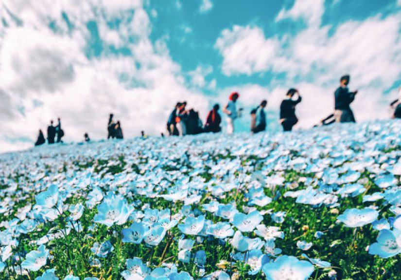 I Photographed This Incredible Park In Japan With 4.5 Million Blooming Baby Blue Eyes