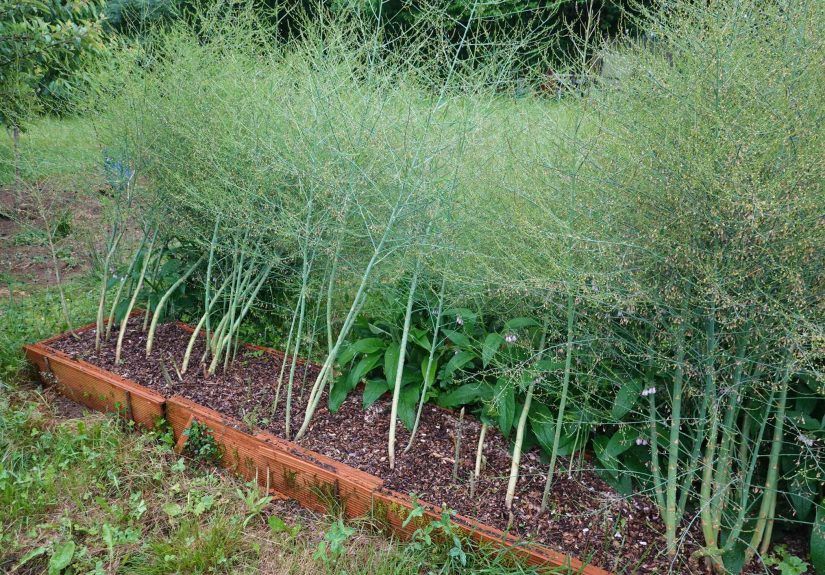 Is It Too Late to Cut Back Asparagus? Everything You Need to Know