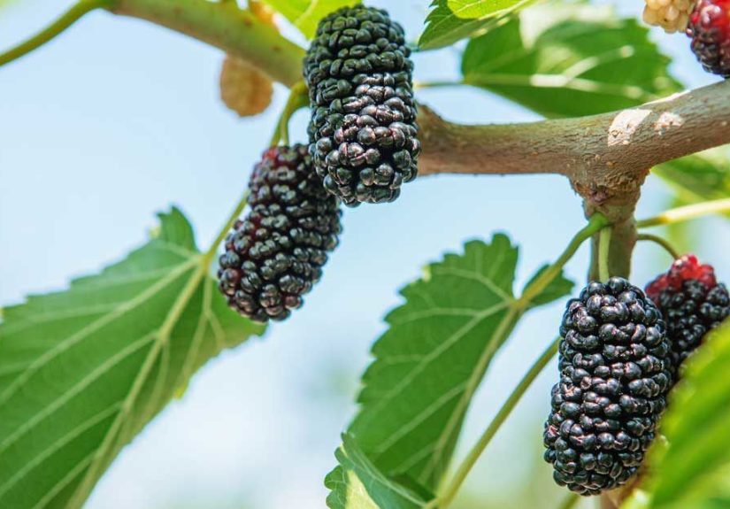 Mulberries 101: Nutrition Facts and Health Benefits