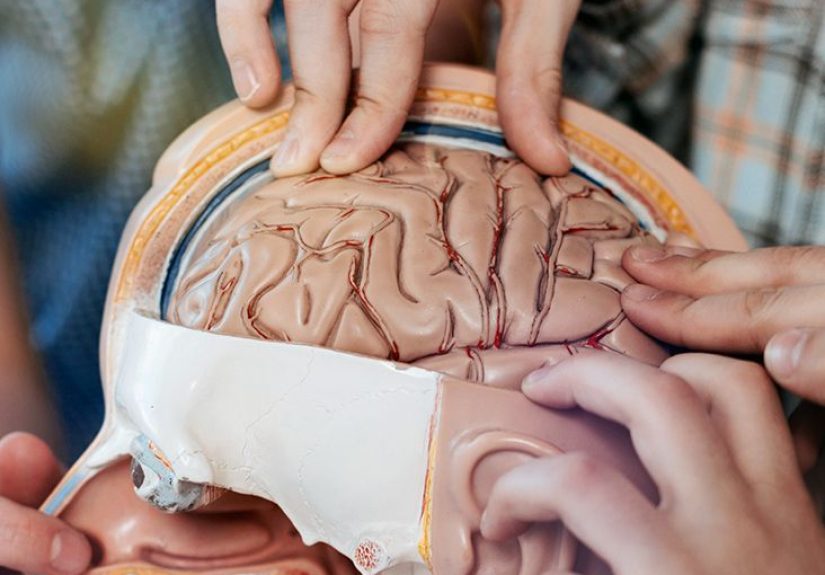 Occipital lobe: Definition, function, and linked conditions