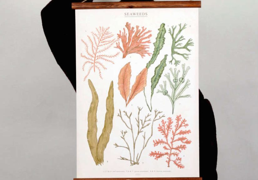 Seaweeds Canvas Poster - Vintage Educational Chart Illustration