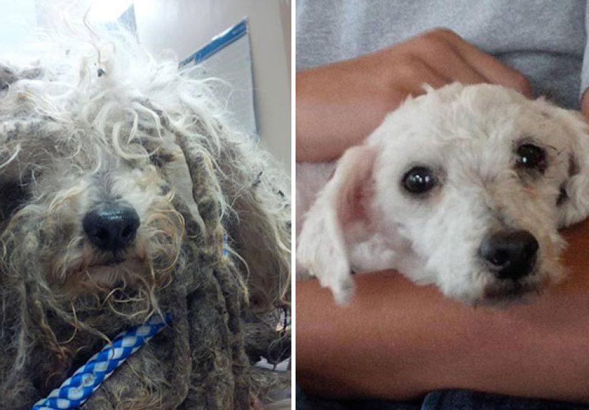 Shrek’s Amazing Rescue Story: Abandoned Dog Goes From Woods To Loving Home