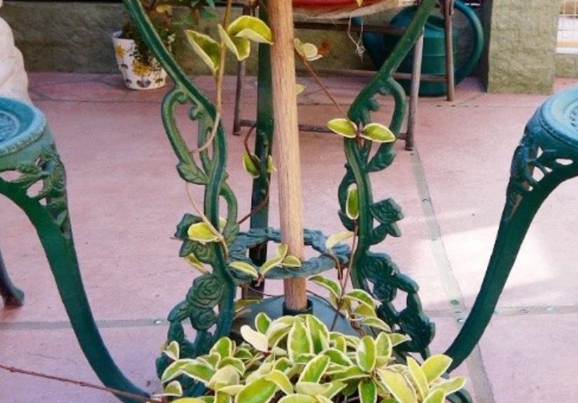 The Beloved Hoyas: Care And Repotting Tips