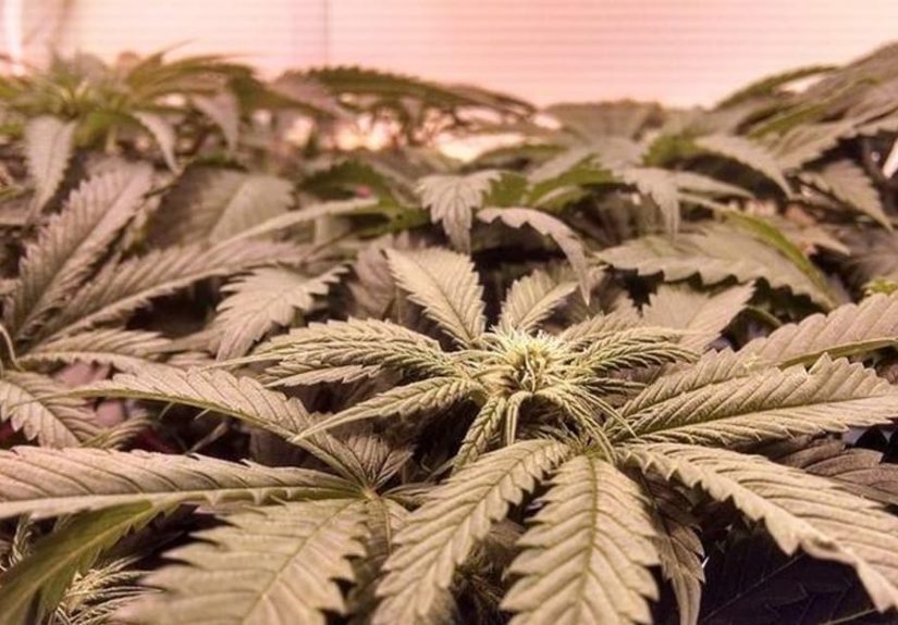 Things Cannabinoids Can Do Besides Get You High