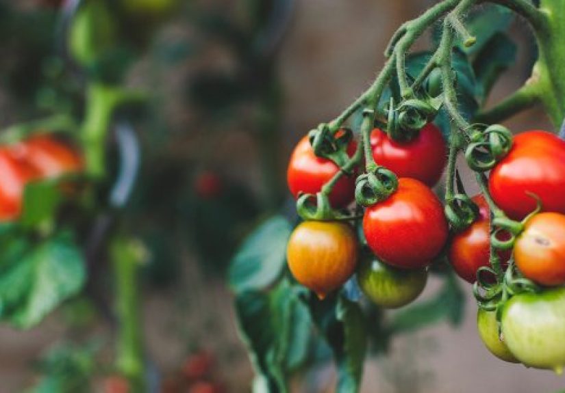 Top 10 Myths about GMOs