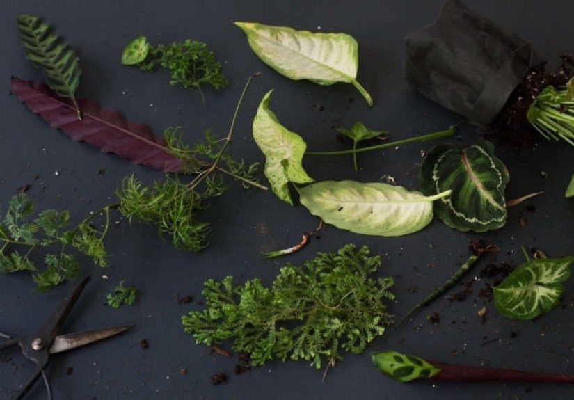 Trending on Gardenista: The Dark Side