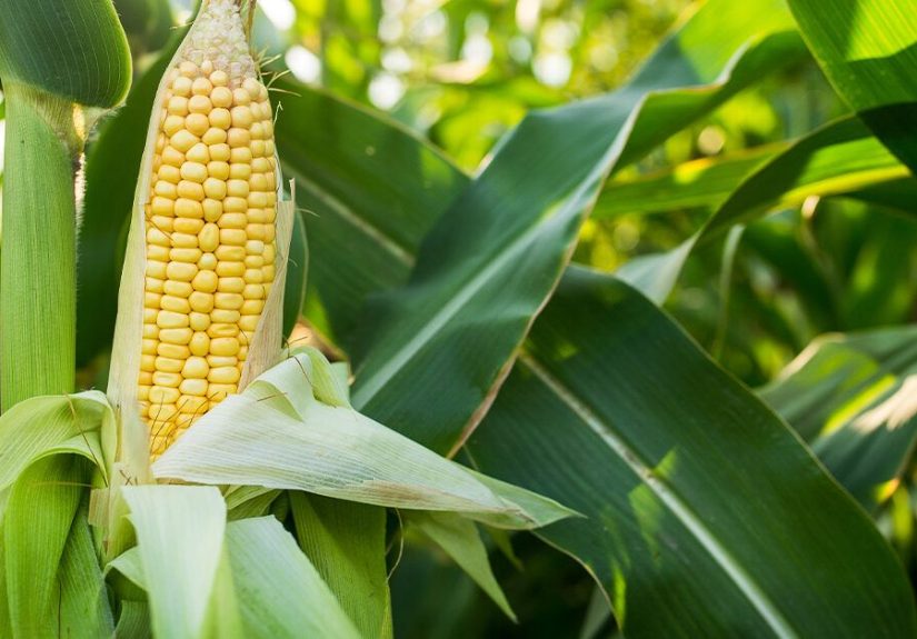 What Is Soluble Corn Fiber? Nutrition, Uses, and Side Effects