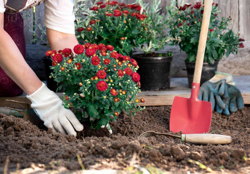 When to Plant Mums So They Actually Thrive Through Fall