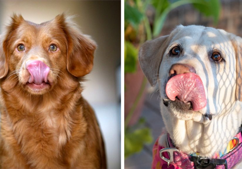 Why Do Dogs Smack Their Lips – Explained