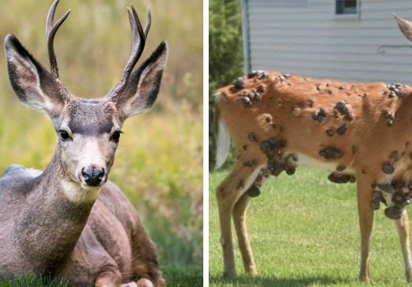 “Zombie Deer Disease” Detected Again In Southern State As Authorities Launch Emergency Response Plan