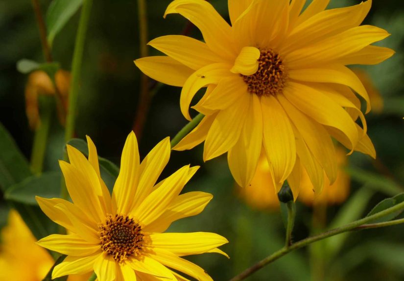 10 Types of Perennial Sunflowers to Grow Year After Year
