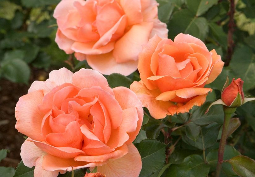 17 of the Most Fragrant Roses for Sweet Scents All Season Long
