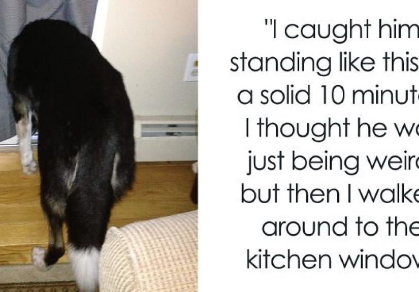 228 Funny And Cute Dog Snapchats That Will Make Your Day (New Pics)