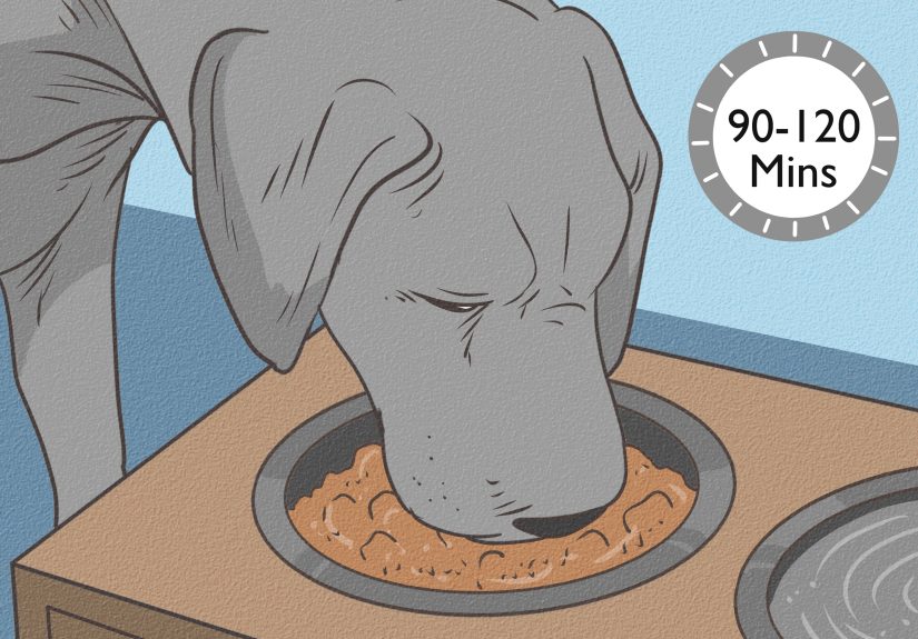 3 Ways to Recognize Bloat in Dogs