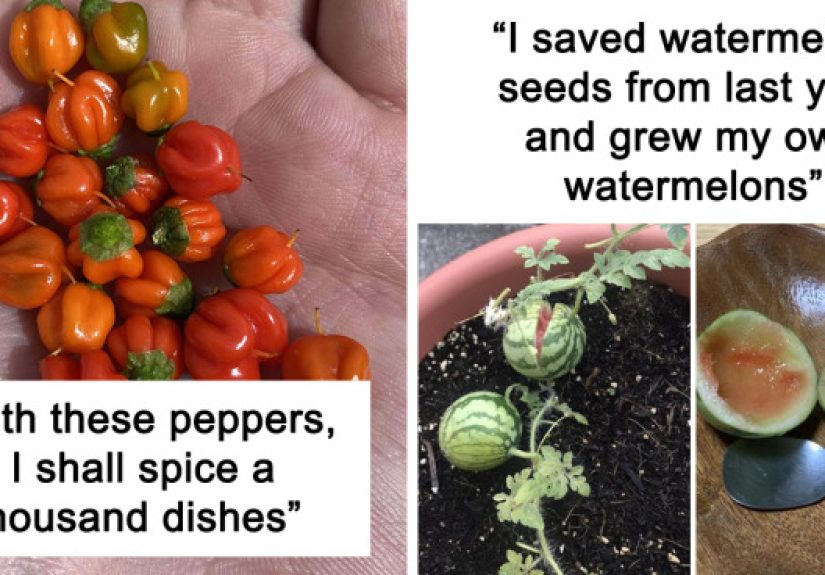 30 Times People Attempted To Grow Their Own Food, But The Results Were Hilariously Disappointing