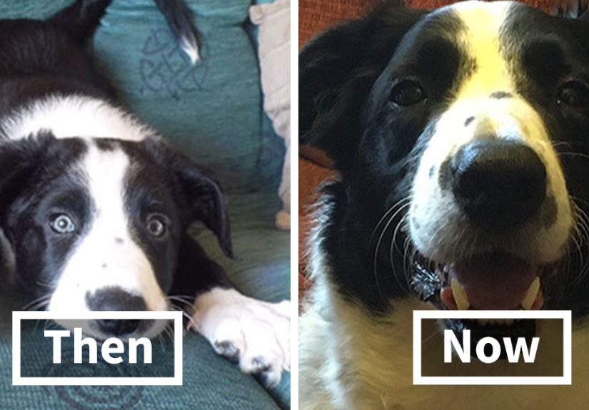 33 Heartwarming Then-And-Now Photos Of Our Furry Friends