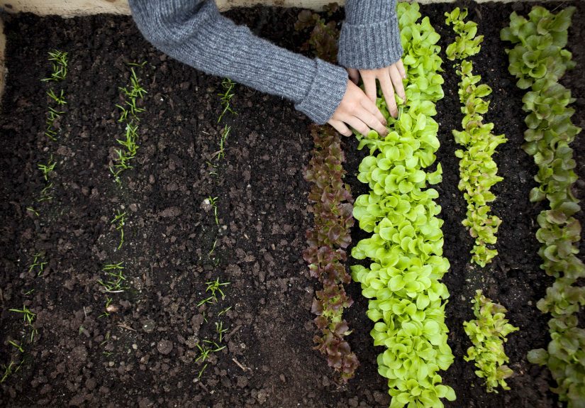 4 Plants You Should Never Grow With Lettuce, Gardeners Say