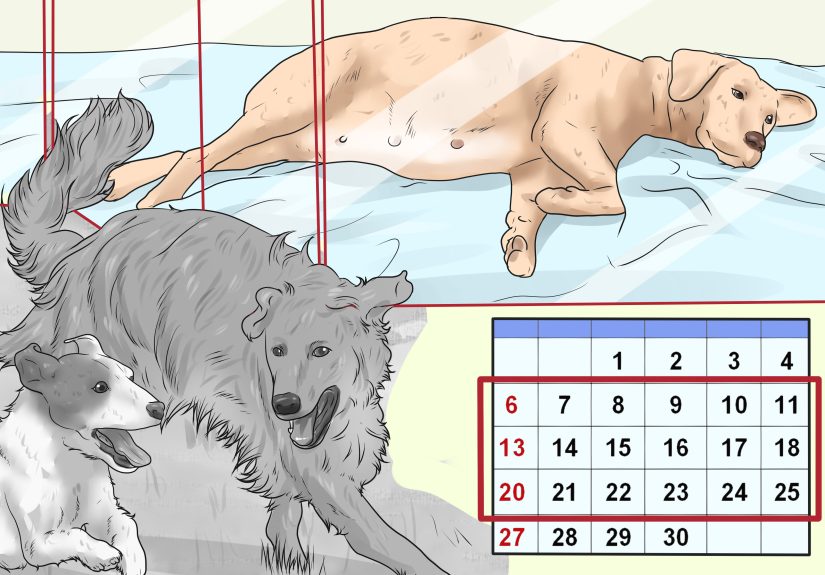 4 Ways to Deal with Puppy Deaths During Birth
