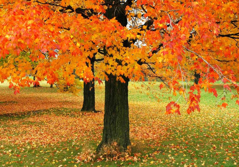 5 Types of Maple Trees To Consider for Your Yard