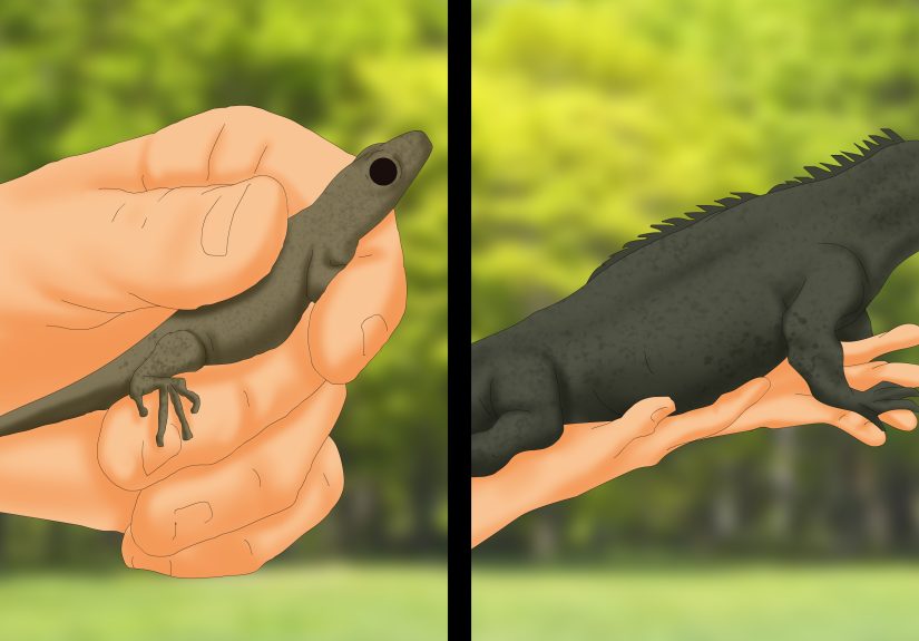 5 Ways to Catch a Lizard Without Using a Trap