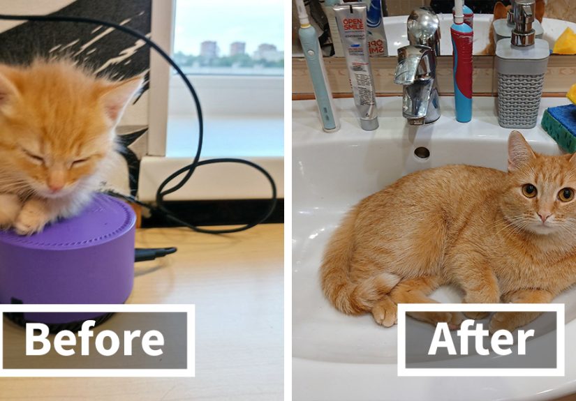 50 Adorable Before-And-After Photos Of Cats Growing Up