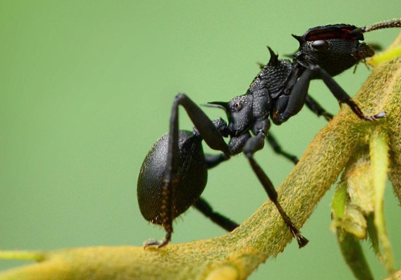 50 Stunning Macro Photos That Reveal The Beauty In Tiny Details
