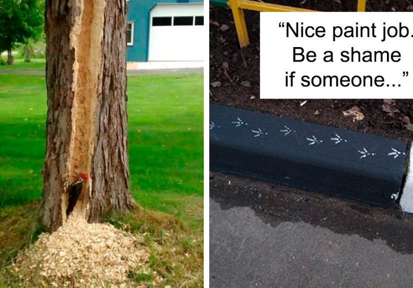 50 Times Birds Acted Like Such Jerks, People Had To Shame Them On The Internet