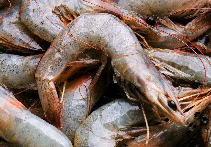 All About Shrimp