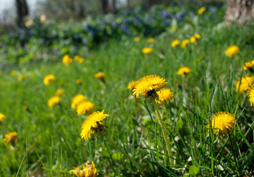 Are Dandelions Bad for Your Lawn?