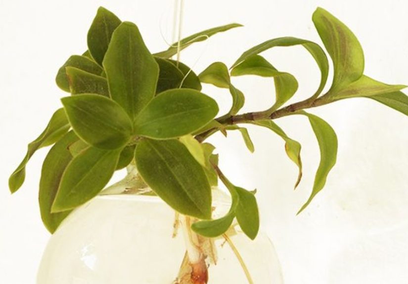 Bauble Vase