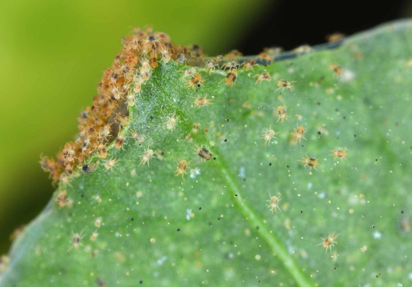 Can Diatomaceous Earth Get Rid of Spider Mites? What a Pest Pro Says