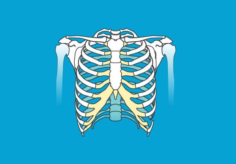 First Lumbar Spine Vertebrae, Function & Diagram