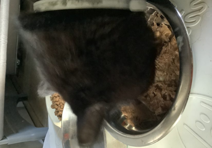 Hey Pandas, Post A Pic Of Your Pet Eating