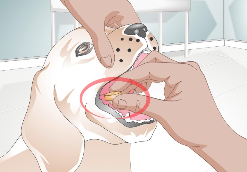 How to Cure Kennel Cough in Dogs Naturally: 11 Steps