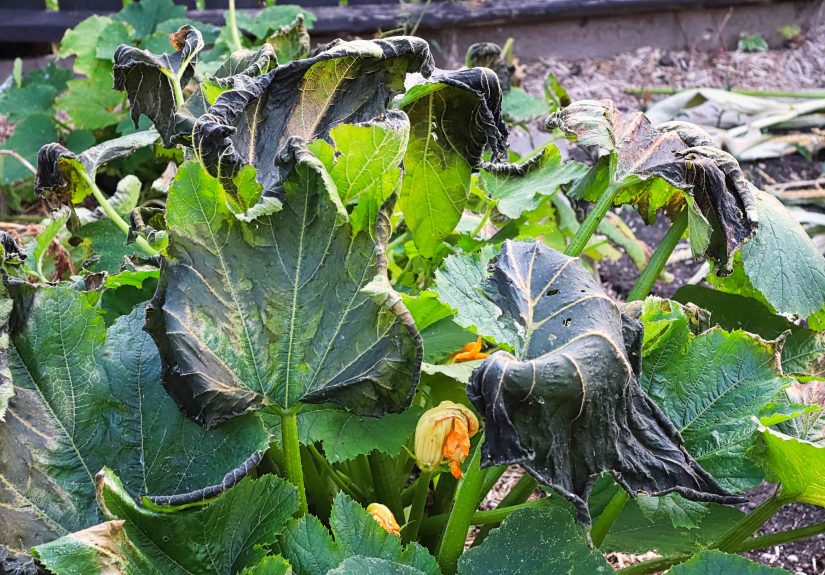 How to Get Rid of Squash Bugs Before They Ruin Your Harvest