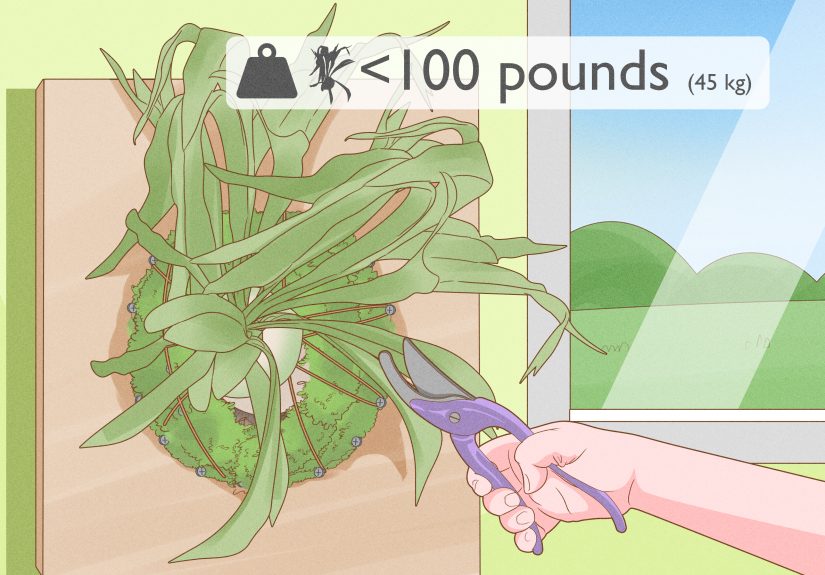 How to Grow a Staghorn Fern: Propagation, Care, & More
