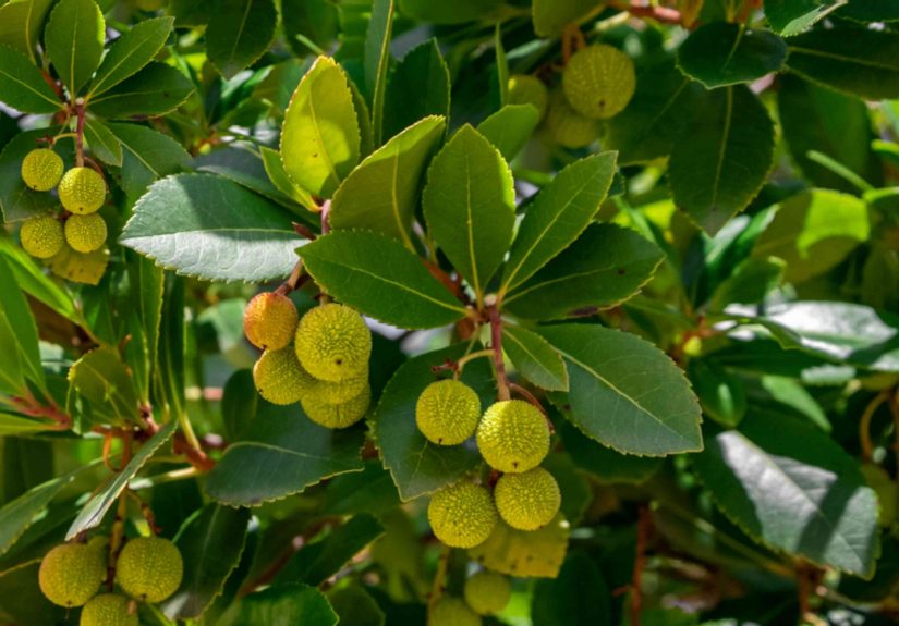 How to Grow and Care for the Strawberry Tree