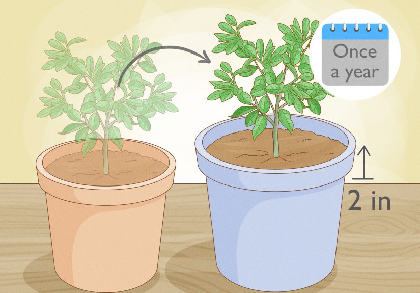 How to Grow Clusia from Cuttings: 2 Easy Ways to Propagate