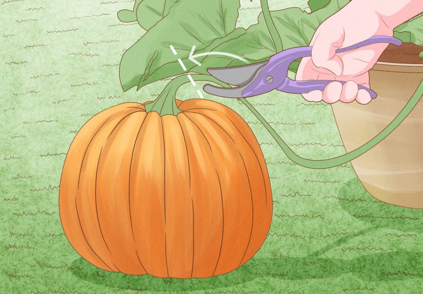 How to Grow Pumpkins Indoors: 9 Steps