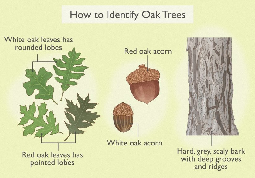 How to Identify Oak Trees & Their Parts: Complete Guide
