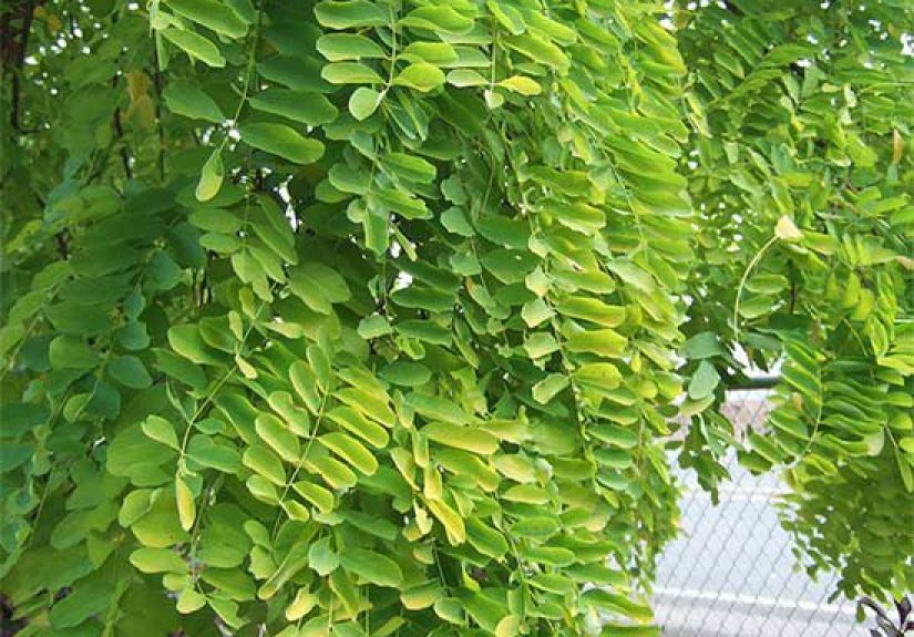 How to Plant and Grow Black Locust