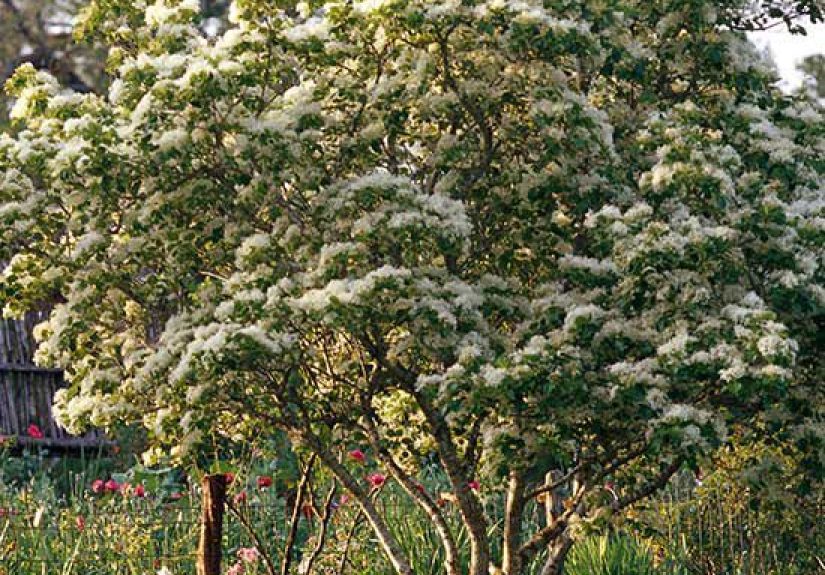 How to Plant and Grow Hawthorn Tree