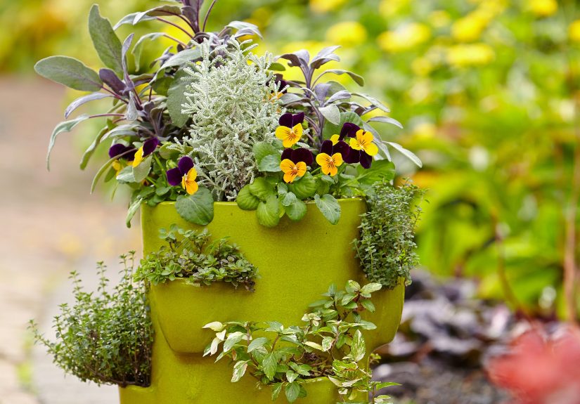 How to Plant and Grow Herbs in a Strawberry Pot