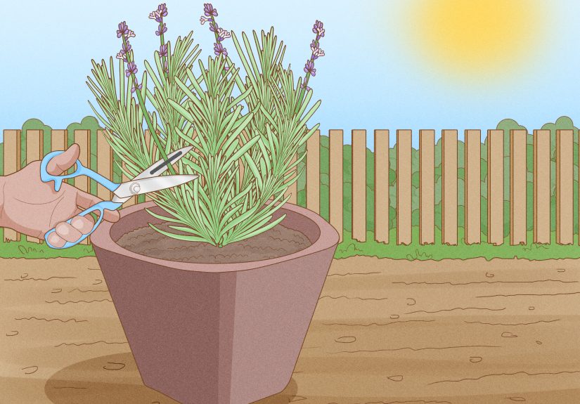 How to Plant Lavender in Pots: 13 Steps