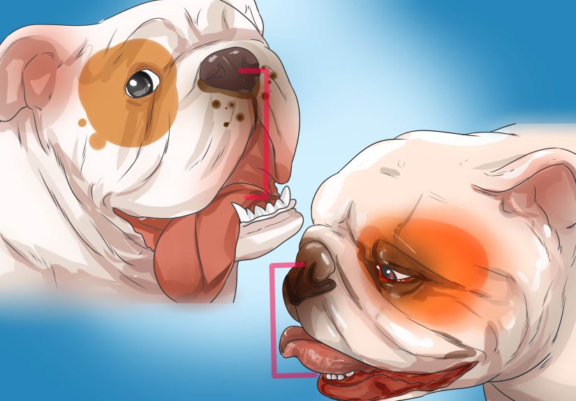 How to Treat Respiratory Problems in Bulldogs: 10 Steps