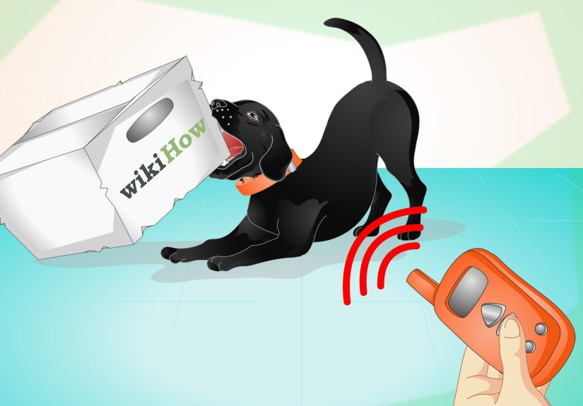 How to Use an Electronic Dog Training Collar: 10 Steps