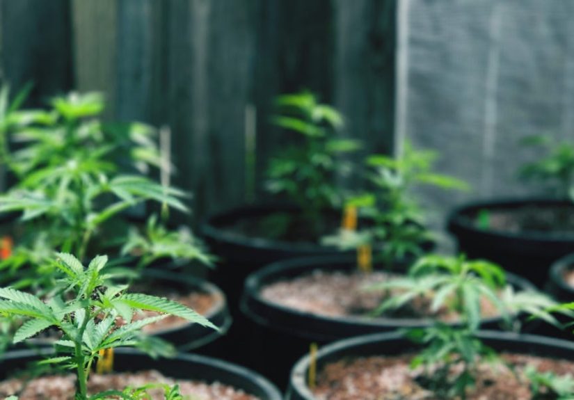 Marijuana-Derived CBD Oil Drug for Epilepsy First FDA-Approved Drug