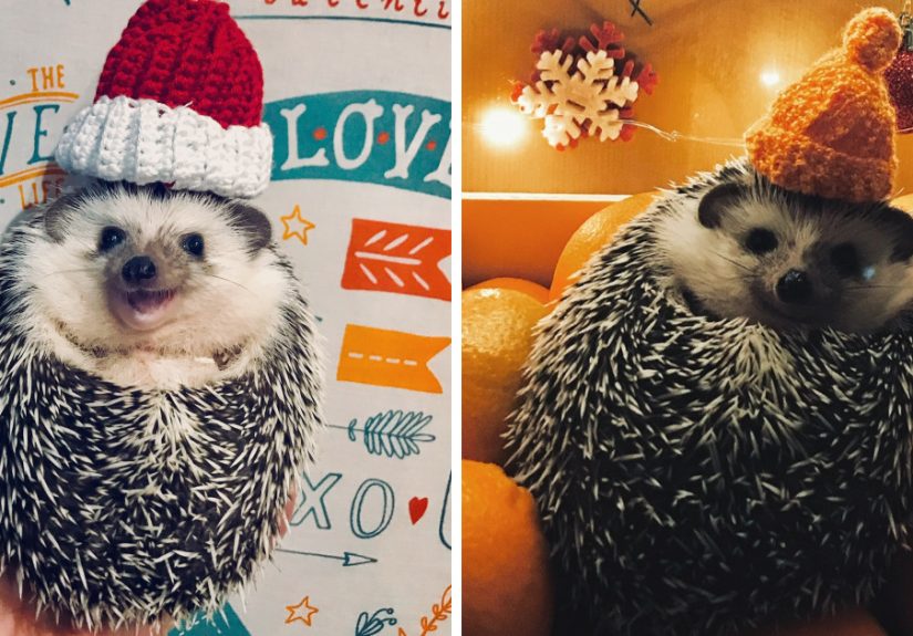 Meet Rick, The Cutest Christmas Hedgehog From Ukraine