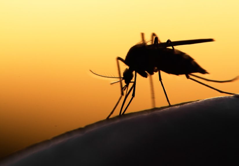 Military tests of the Zika virus mosquito