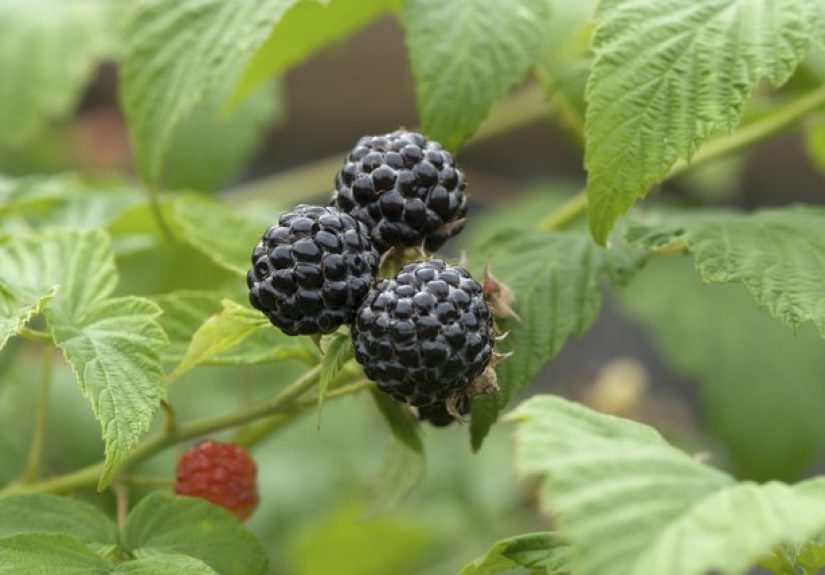 New York Native Wild Berry Plants